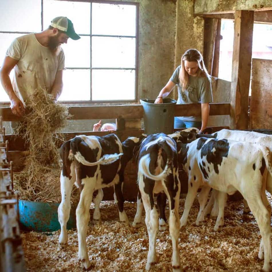 stone cow brewery cows